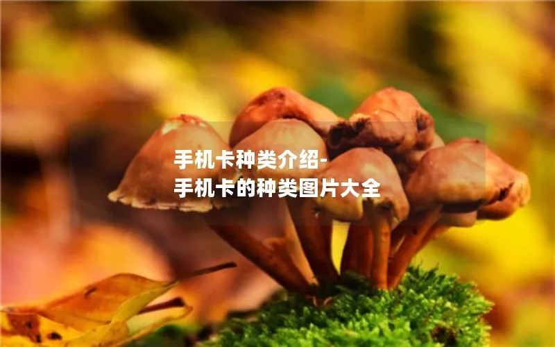 手机卡种类介绍-手机卡的种类图片大全